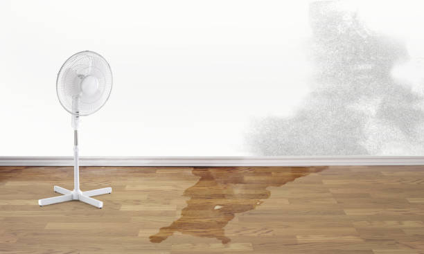 Best Basement water damage restoration  in Pine Mountain, GA
